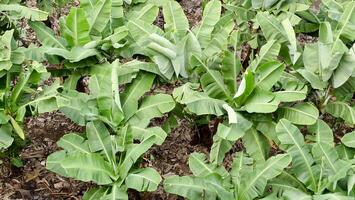 A field of banana plants with green leaves photo