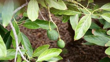 Avocados on the tree photo