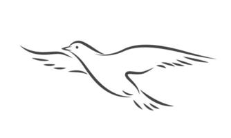 Bird silhouette in flight. Line drawing of dove vector