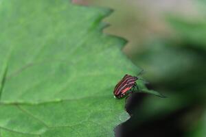 a red and black bug on a leaf photo