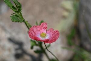 a single pink flower is growing in front of a rock photo
