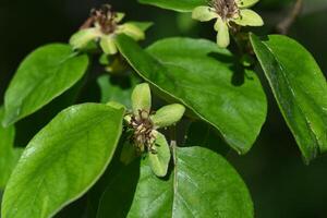 a close up of a green leaf with flowers photo