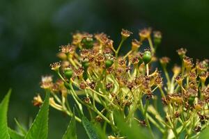 a close up of a plant with small flowers photo