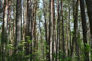 a forest with tall trees and green grass photo