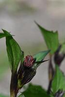 a red and black bug on a green leaf photo