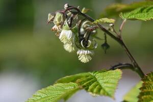 over-blooming blackberry blossoms - macro photography photo