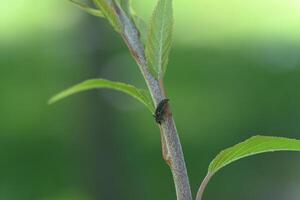 a small insect on a branch of a tree photo