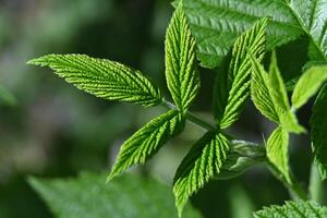 a close up of a green leaf with leaves photo