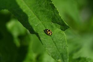 small yellow beetle with black rectangles photo