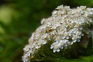 a close up of a white flower with lots of tiny bees photo