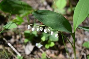 lily of the valley, spring, spring, spring, spring, spring, spring, spring photo
