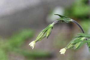 a small flower with yellow petals is growing in the grass photo