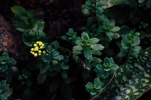 Close-up of Kalanchoe Adans green plants with yellow flower buds in a garden setting during late afternoon photo