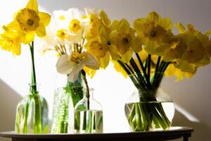 Bright yellow daffodils arranged in vases create a cheerful display on a sunlit table photo