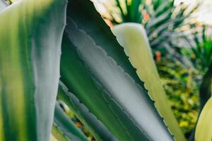 Close-up of vibrant green agave leaves in a lush garden setting during daylight hours photo