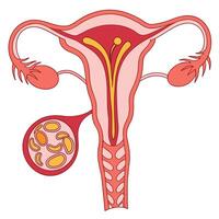 Understanding the Female Reproductive System Anatomy, Function, and Health. vector