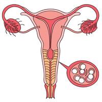 Understanding the Female Reproductive System Anatomy, Function, and Health vector