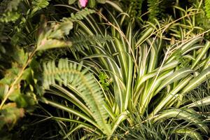Vibrant foliage flourishing in a lush garden during the afternoon sun in early summer photo