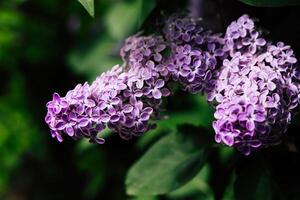 Lilac blossoms blooming in spring provide a vibrant display of color in the garden photo