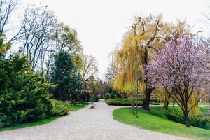 Beautiful spring afternoon stroll through a serene park with blooming trees photo