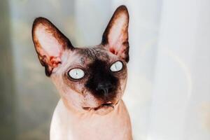 Sphynx cat with striking eyes poses near a sunny window in a cozy indoor setting photo