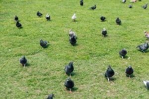 Pigeons gathering on green grass in a public park during a sunny day photo