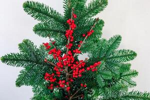 Beautiful evergreen branches adorned with vibrant red berries during the winter season photo