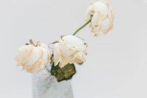 Dried white roses in a simple vase displaying the beauty of withering nature photo