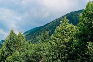 Lush green forest landscape with mountains in the background under cloudy skies Carpathians photo