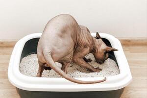 Cat exploring litter box in a cozy indoor setting during daylight hours photo