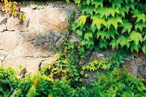 Vibrant ivy climbing on textured stone wall during bright daylight in a garden setting photo