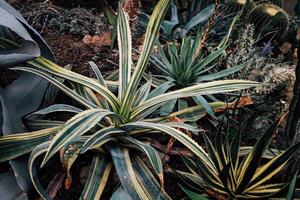 Cactus garden featuring various succulent plants in natural habitat during daytime photo