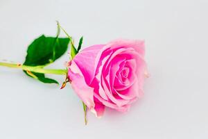 Beautiful pink rose lying on a white surface capturing the delicate details of its petals photo