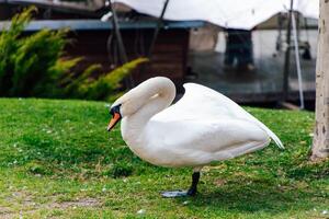 Swan preening on grassy area near water at a tranquil lakeside setting photo