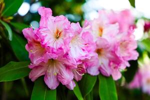 Pink rhododendron flowers bloom in a garden setting during early springtime photo