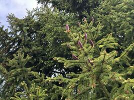 red young cones on spruce branches low angle view photo