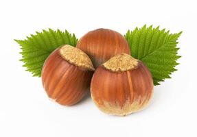 hazelnuts with leaves photo
