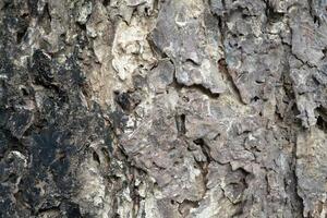 tree bark texture background photo
