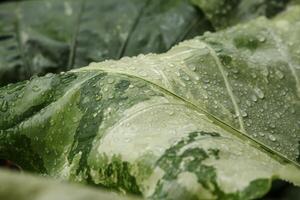 Raindrops on green leaves in spring, Fresh spring leaves with raindrops photo