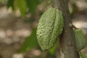 Green and yellow cocoa pods on cocoa trees in a cocoa plantation. photo