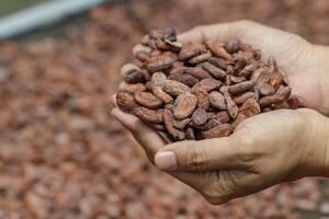 Stack of cocoa beans drying in the sun photo