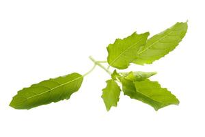 Basil leaves are prepared for cooking isolated on a white background photo