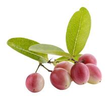 Fresh Pile of Karonda Fruit isolated on a white background photo