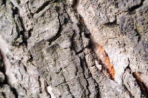 Macrophotography Detail of mossy tree bark. Closeup shot of mossy and cracked tree bark due to the tree growing and enlarging in diameter. Texture and detail of bark surface. Negative space photo