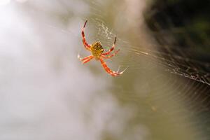 Macrophotography Hawaiian Garden Spider exposed to sunlight. Orange Argiope Appensa spider in the middle of a spider web on a bright morning. Animal Close-up. Tiny animal in macro. Copy space photo