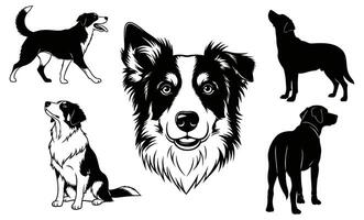 Set of Border Collie illustrations, including playful silhouettes and a focused face vector