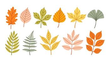 Set of autumn leaves from different trees, oak, maple, chestnut, ash, birch. Simple yellow, red, orange fall leaf set for pattern, banner, sticker. Hello autumn card. Flat illustration. vector