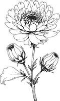 Botanical Illustration of Chrysanthemum and Buds - Black and White Chrysanthemum Drawing vector