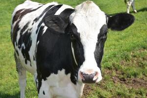 Looking into the Face of a White and Black Mottled Cow photo