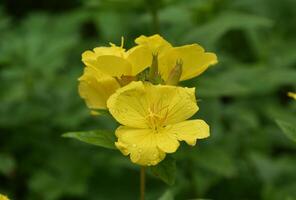 Yellow Flowering Evening Primrose Flowers in Bloom photo